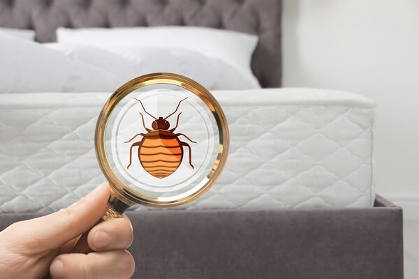 آلوده شدن تختخواب به حشرات
